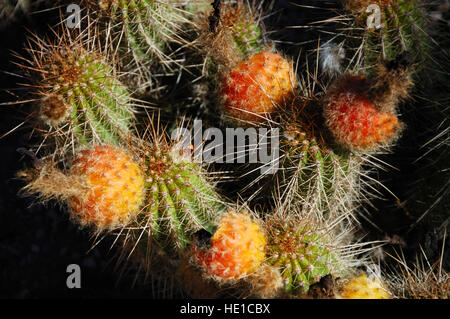 Cactus, Tilcara, provincia di Jujuy, Argentina del Nord e Sud America Foto Stock