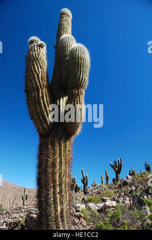 Cactus, Tilcara, provincia di Jujuy, Argentina del Nord e Sud America Foto Stock