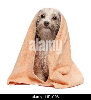 Wet color cioccolato cane havanese dopo il bagno con un asciugamano di pesche Foto Stock