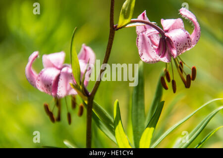 Il Lilium martagon,loire,Francia Foto Stock