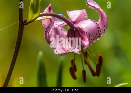 Il Lilium martagon,loire,Francia Foto Stock