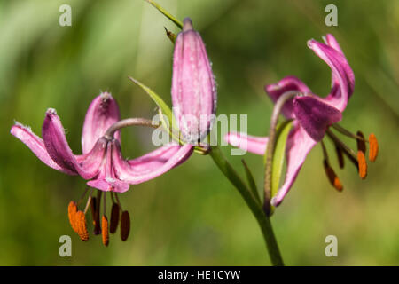 Il Lilium martagon,loire,Francia Foto Stock