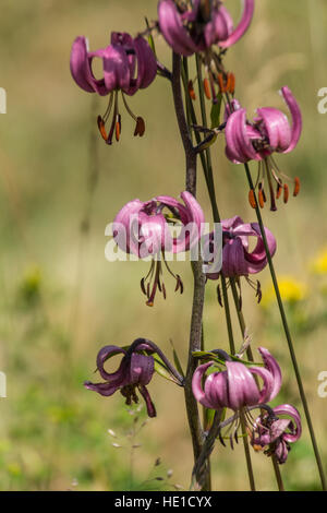 Il Lilium martagon,loire,Francia Foto Stock