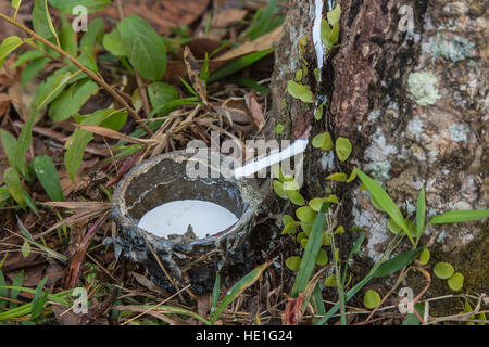 Close up di lattice di gomma di albero in old Cup. Foto Stock