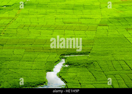 Vista aerea sul paesaggio agricolo con i campi di riso nel harpan khola river Foto Stock