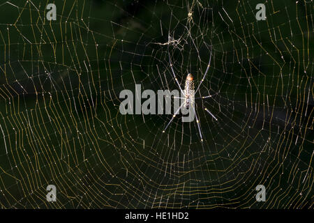 Una seta dorata orb-tessitori (nephila), un grosso ragno, appeso nel suo spider web Foto Stock