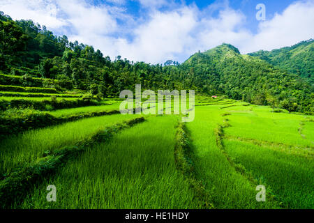 Il paesaggio agricolo con verdi campi di riso in harpan superiore khola valley Foto Stock