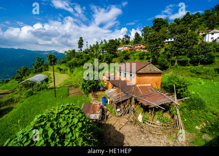 Il paesaggio agricolo con verdi campi di riso e alcune case coloniche Foto Stock