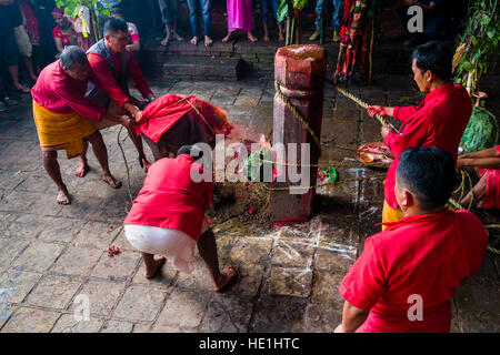 Un sacerdote è sacrificare un bufalo indiano di acqua mediante il taglio della sua testa con una grande spada presso il tempio di Gorakhnath presso il festival indù, darsain Foto Stock