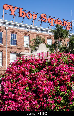 Tampa Ybor City, Florida, quartiere storico, cartello al neon di Ybor Square, cespuglio di alberi di bouganville in fiore Foto Stock