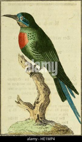 Una pagina dell'edizione 1786 di 'Naturgeschichte der Vögel' del conte de Buffon, che illustra uccelli provenienti da tutto il mondo. Questo lavoro è un contributo significativo alla storia naturale e all'ornitologia, mostrando incisioni dettagliate di varie specie. Foto Stock