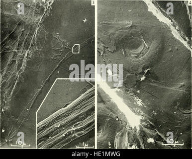 Microscopia elettronica; il procedimento della Conferenza di Stoccolma, Settembre, 1956 (1957) Foto Stock