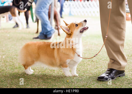 Pembroke Welsh Corgi a dog show Foto Stock