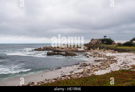 I Lions di tenuta sdraiato sulla spiaggia a Monterey Foto Stock