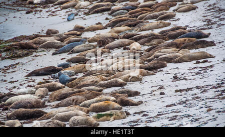 I Lions di tenuta sdraiato sulla spiaggia a Monterey Foto Stock