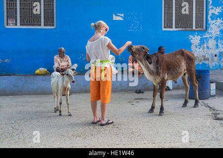 Turista petting una vacca sacra, Pushkar, Rajasthan, India Foto Stock