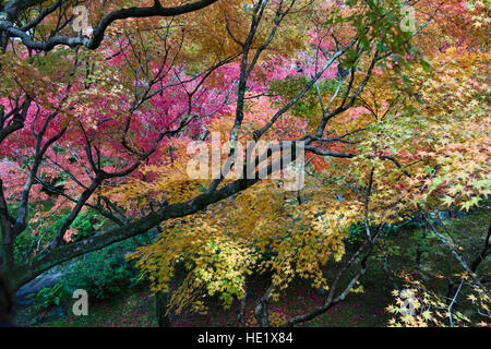 Incredibili colori autunnali a Tofuku-ji, Kyoto, Giappone Foto Stock