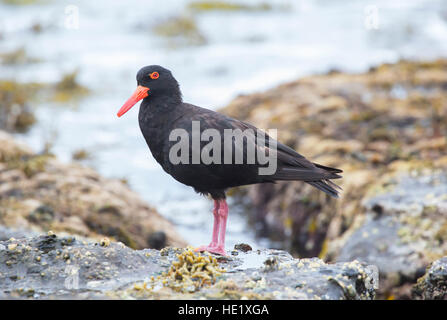 28 Febbraio 2015: Una fuligginosa oystercatcher (haematopus fuliginosus) sulle rocce al spiaggia ghiaiosa di Murramarang National Park, NSW, Australia. . Foto Stock