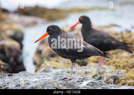 28 Febbraio 2015: Una fuligginosa oystercatcher (haematopus fuliginosus) sulle rocce al spiaggia ghiaiosa di Murramarang National Park, NSW, Australia. . Foto Stock