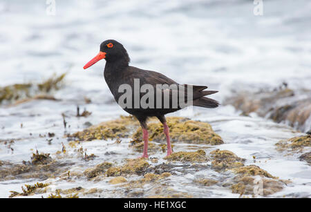 28 Febbraio 2015: Una fuligginosa oystercatcher (haematopus fuliginosus) sulle rocce al spiaggia ghiaiosa di Murramarang National Park, NSW, Australia. . Foto Stock