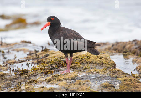 28 Febbraio 2015: Una fuligginosa oystercatcher (haematopus fuliginosus) sulle rocce al spiaggia ghiaiosa di Murramarang National Park, NSW, Australia. . Foto Stock