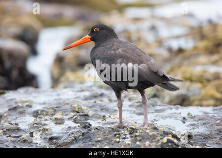 28 Febbraio 2015: Una fuligginosa oystercatcher (haematopus fuliginosus) sulle rocce al spiaggia ghiaiosa di Murramarang National Park, NSW, Australia. . Foto Stock