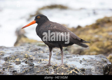 28 Febbraio 2015: Una fuligginosa oystercatcher (haematopus fuliginosus) sulle rocce al spiaggia ghiaiosa di Murramarang National Park, NSW, Australia. . Foto Stock