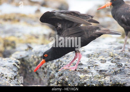 28 Febbraio 2015: Una fuligginosa oystercatcher (haematopus fuliginosus) sulle rocce al spiaggia ghiaiosa di Murramarang National Park, NSW, Australia. . Foto Stock