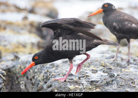 28 Febbraio 2015: Una fuligginosa oystercatcher (haematopus fuliginosus) sulle rocce al spiaggia ghiaiosa di Murramarang National Park, NSW, Australia. . Foto Stock