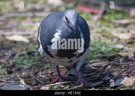 10 Gennaio 2016: un piccione wonga (Leucosarcia melanoleuca) alla spiaggia ghiaiosa di Murramarang National Park, NSW, Australia. . Foto Stock