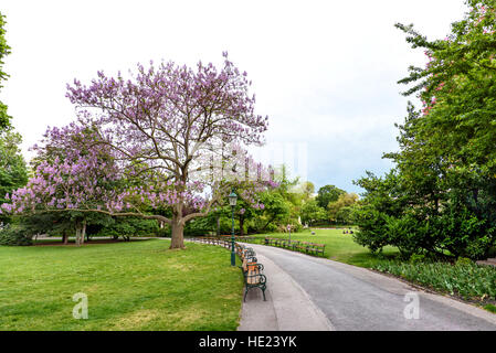 Vista sul grande albero di porpora fiori che sbocciano e panche in stadpark a vienna al tramonto, Austria Foto Stock