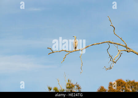 Di fronte bianco-Heron (Egretta novaehollandiae) o bianco fronteggiata Heron si siede su un ramo di un albero morto in un territorio rurale ambiente costiero Foto Stock