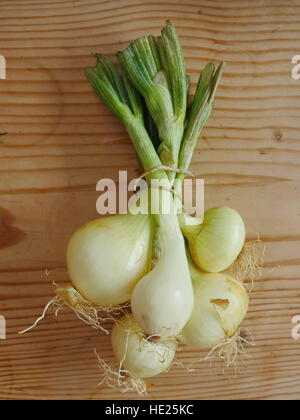 Mercato organico di cipolle Foto Stock