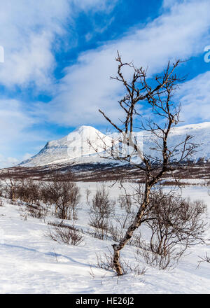 Mountain birch e il massiccio Ahkka Foto Stock