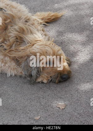 Cane di asfalto di appoggio Foto Stock