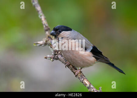 Comuni / bullfinch ciuffolotto (Pyrrhula pyrrhula) femmina arroccato nella struttura ad albero Foto Stock