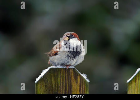 Casa passero (Passer domesticus) maschio appollaiato sulla staccionata in legno post nella neve in inverno Foto Stock