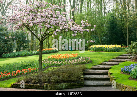 Fiori di Ciliegio e giardini Giardini Keukenhof, vicino a Lisse, Paesi Bassi Foto Stock
