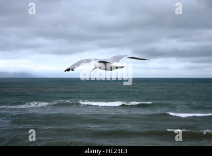 Seagull vola in un cielo nuvoloso sopra il mare agitato cercando di catturare pesci di seguito. Devon, Regno Unito Foto Stock