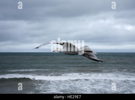 Seagull vola lungo orizzonte del mare in un cielo nuvoloso. Devon, Regno Unito Foto Stock