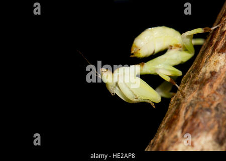 Giallo davison's orchid mantis Foto Stock