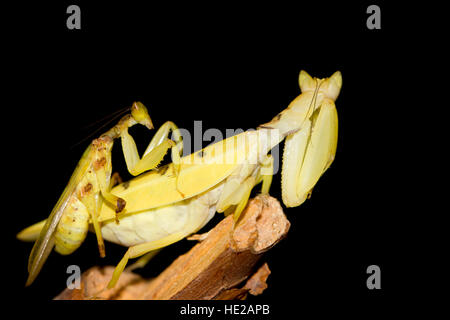 Giallo davison's orchid mantis Foto Stock