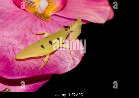 Giallo davison's orchid mantis Foto Stock