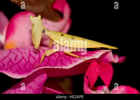 Giallo davison's orchid mantis Foto Stock