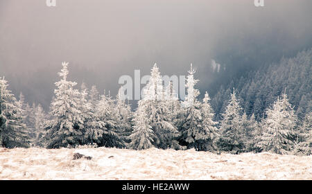 Alberi coperti di brina e neve in montagna, massiccio Ceahlau, Romania Foto Stock