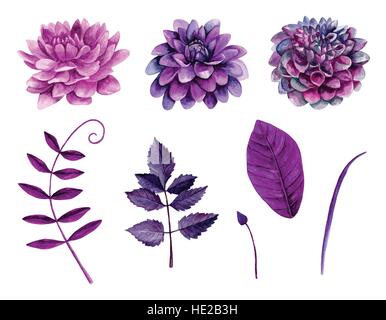 Acquerello fiori viola clipart vettoriali. Floral clip art Illustrazione Vettoriale
