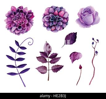 Acquerello fiori viola clipart vettoriali. Floral clip art Illustrazione Vettoriale