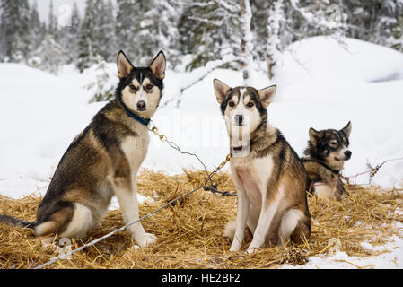 Cani Husky, lo sleddog in Vindelfjällen, Svezia Foto Stock