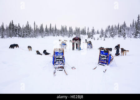 Lo sleddog in Vindelfjällen, Svezia Foto Stock