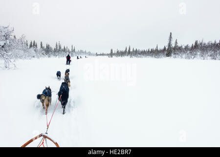 Lo sleddog in Vindelfjällen, Svezia Foto Stock